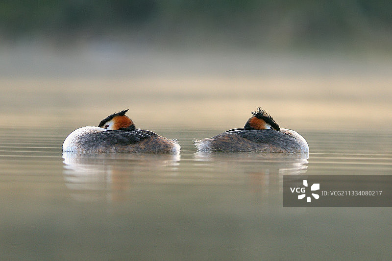 在比利时班布瓦湖的凤头鸊鷉游行图片素材