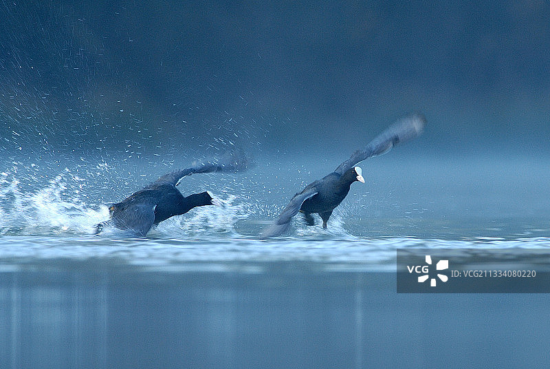 在比利时班布瓦湖中追逐的骨顶鸡图片素材