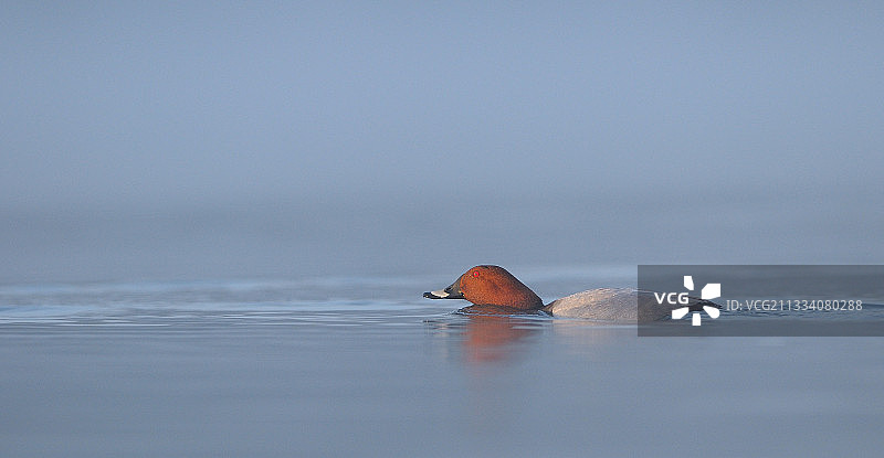 比利时班布瓦湖薄雾中的普通红头潜鸭图片素材