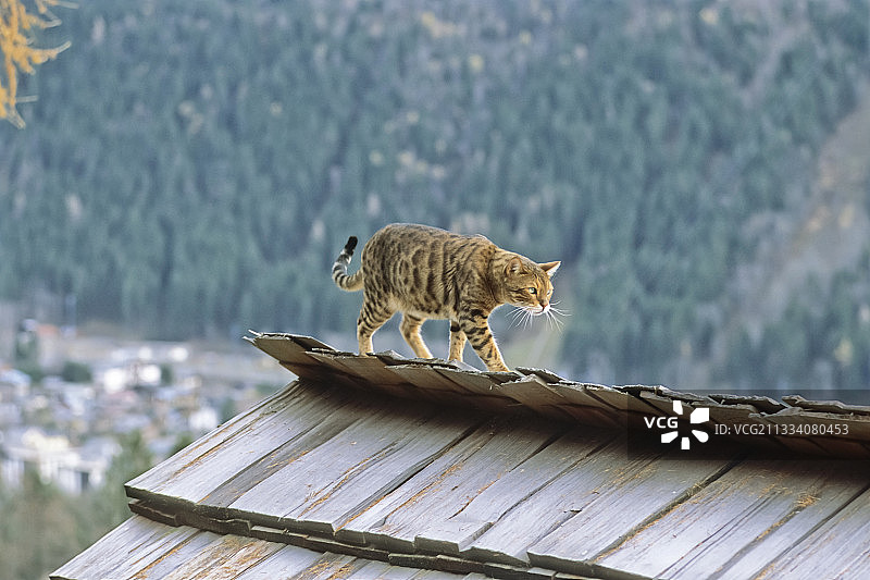 孟加拉猫走在法国阿尔卑斯山的小木屋屋顶上图片素材