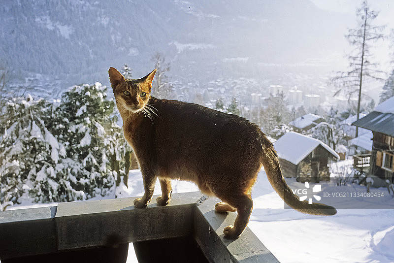 冬季法国阿尔卑斯山小木屋阳台上的阿比西尼亚猫图片素材