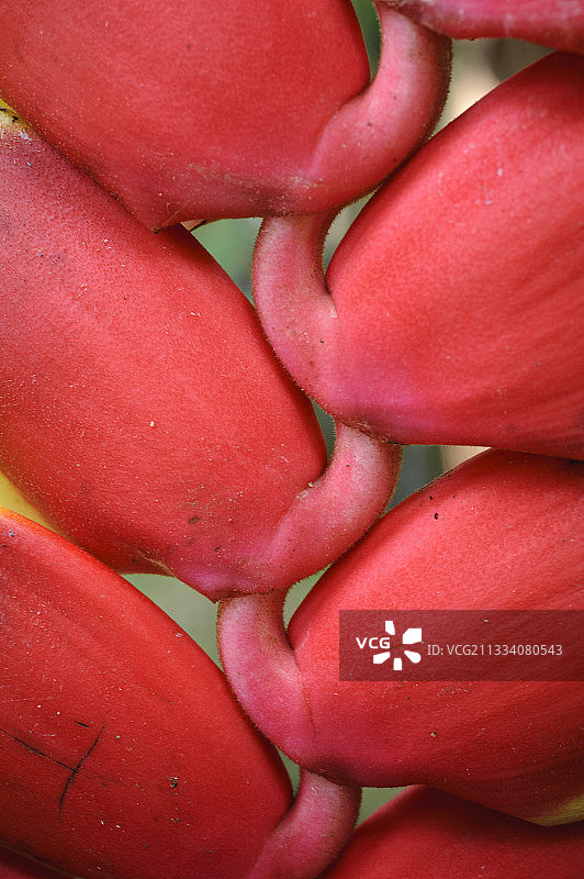 哥斯达黎加萨拉皮基的蝎尾蕉花序图片素材