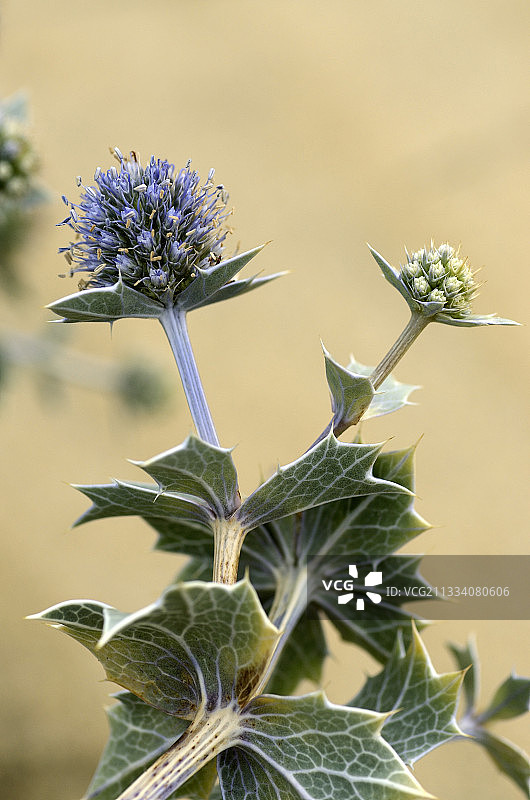 法国大西洋沿岸的蓝刺头图片素材
