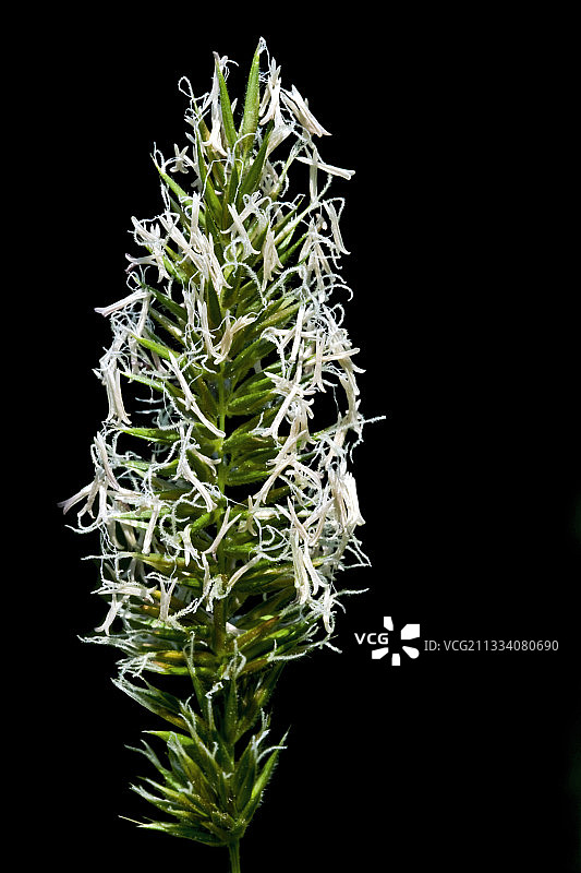 盛开的甜茅草图片素材