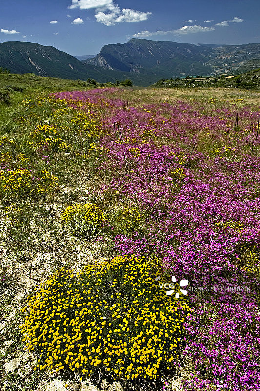 西班牙加泰罗尼亚的棉薰衣草和欧洲矢车菊图片素材