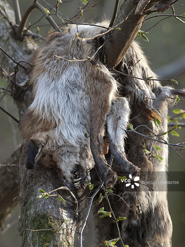 法国树上的红狐尸体图片素材