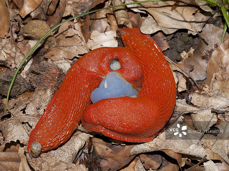 巧克力蛞蝓在法国的枯叶上交配图片素材