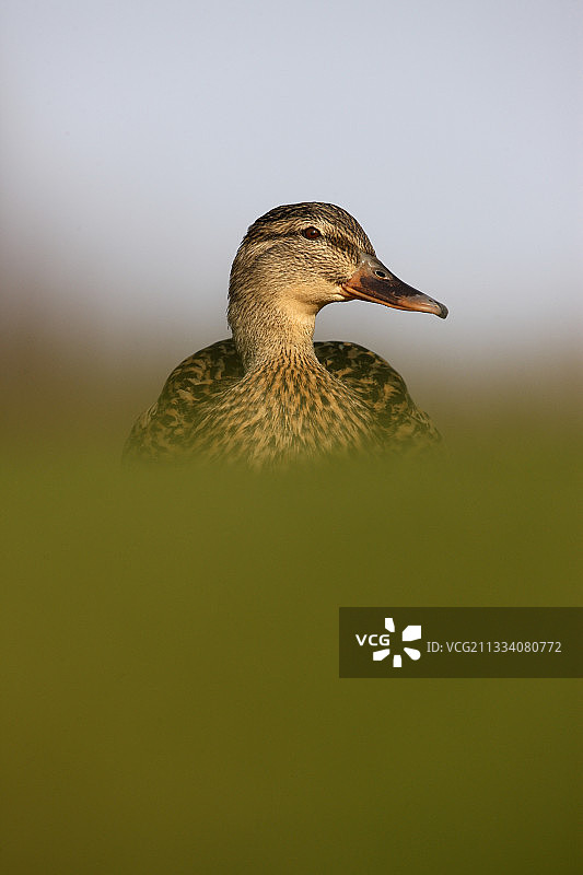 苏格兰春天的绿头母鸭图片素材