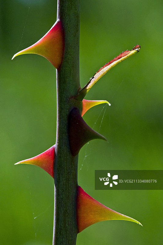 狗蔷薇的刺图片素材