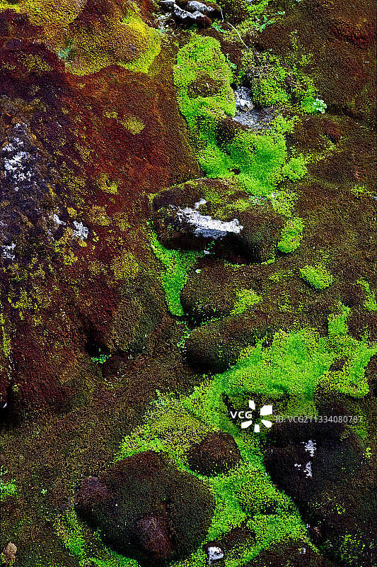 阿拉斯加泥炭沼泽中的苔藓图片素材