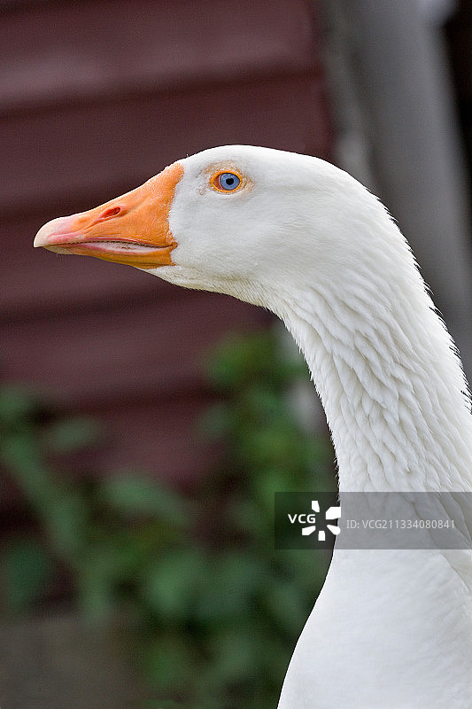 法国阿尔萨斯尼德布吕克的白色鹅肖像图片素材