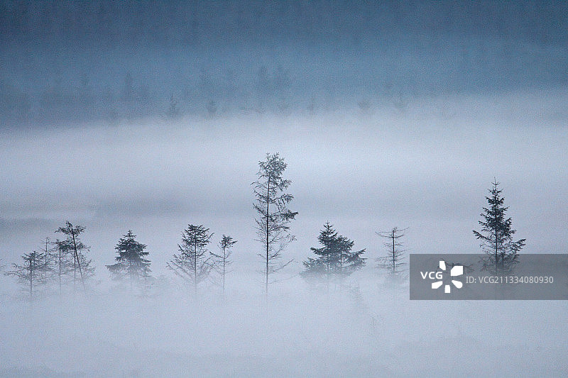比利时阿登森林雾中的云杉图片素材