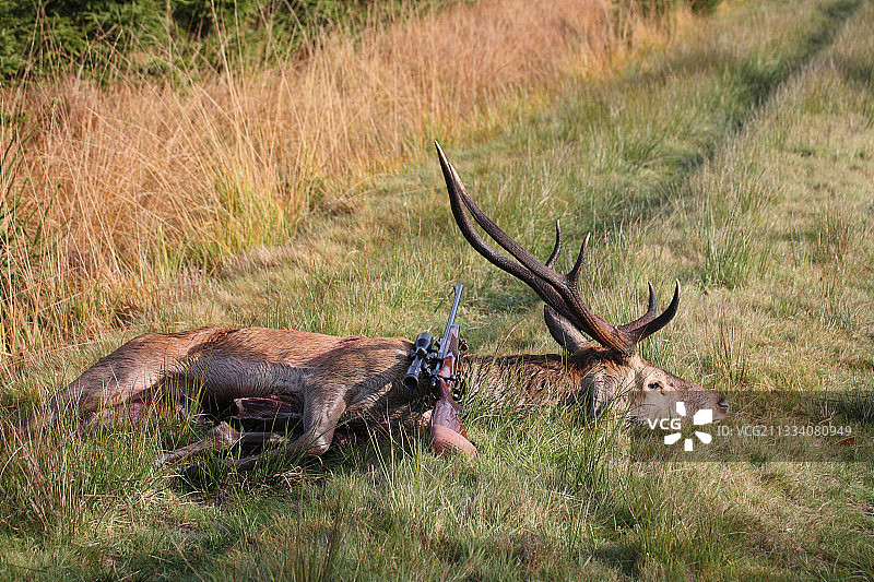 在比利时阿登森林中猎杀的红鹿图片素材