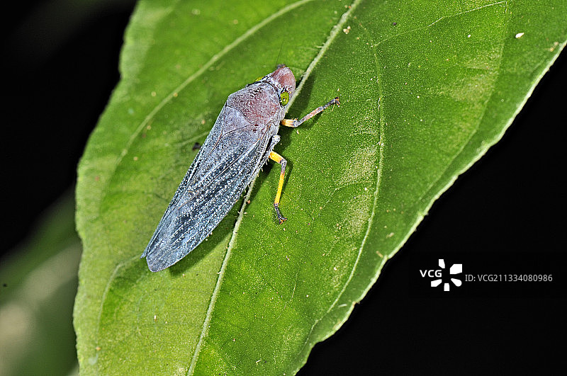 哥斯达黎加树叶上的绿色叶蝉图片素材