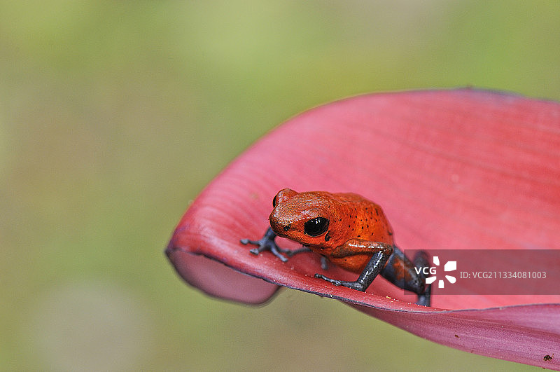 哥斯达黎加花朵中的草莓箭毒蛙图片素材