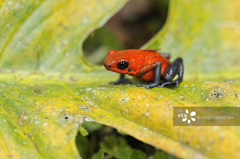 哥斯达黎加树叶上的草莓箭毒蛙图片素材