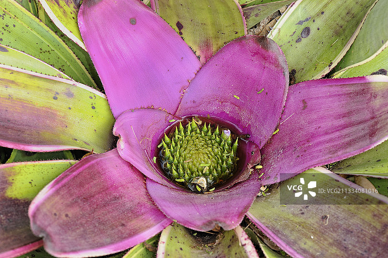 Costa Rica中部高原的彩叶凤梨花序图片素材