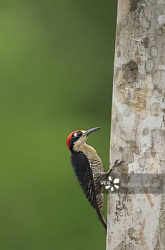哥斯达黎加树干上的黑颊啄木鸟图片素材
