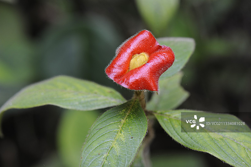 哥斯达黎加图里亚尔瓦国家公园的热唇植物图片素材