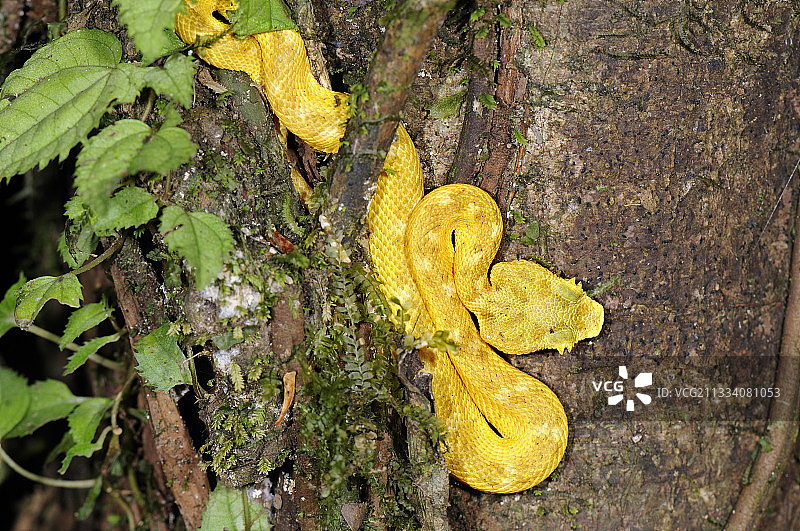 哥斯达黎加树上的睫毛蝰蛇图片素材