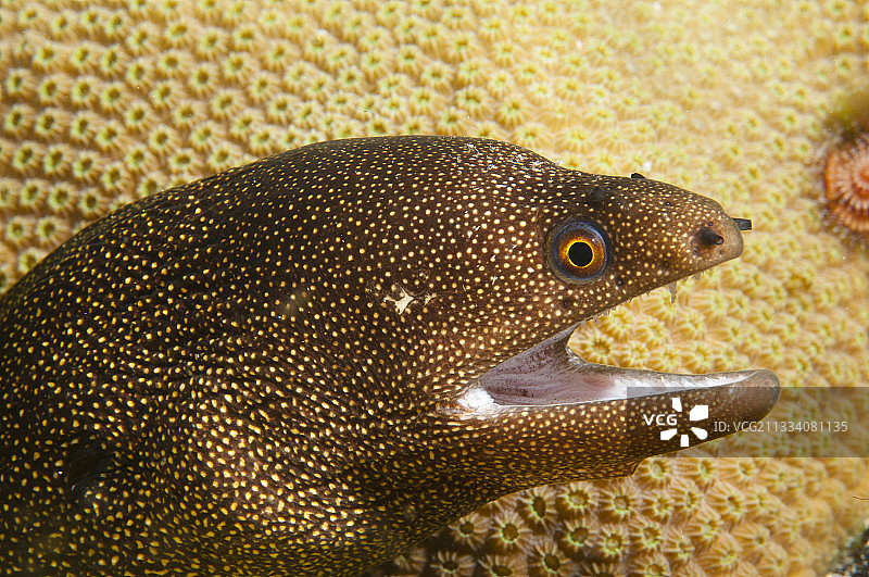 博内尔岛水下金尾海鳝肖像图片素材