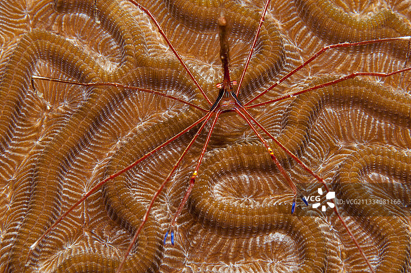 博内尔岛西北海岸的箭蟹图片素材