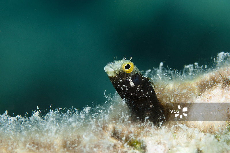 博内尔岛西南海岸的鳚鱼图片素材