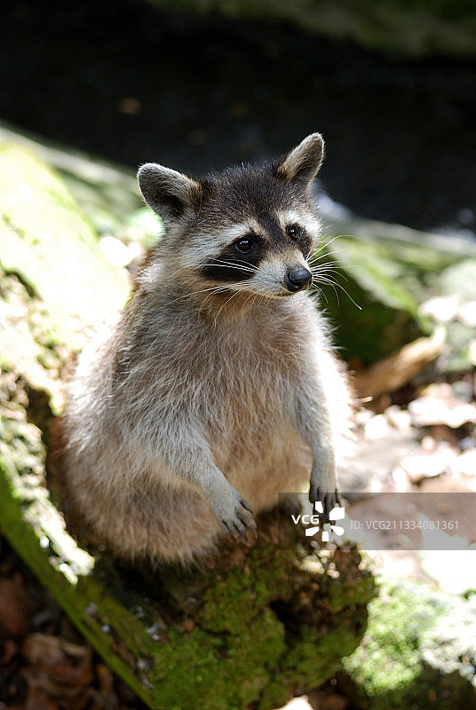 站在树干上的浣熊图片素材