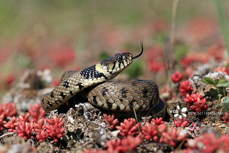 盛开的景天科植物上的草游蛇，比利时图片素材