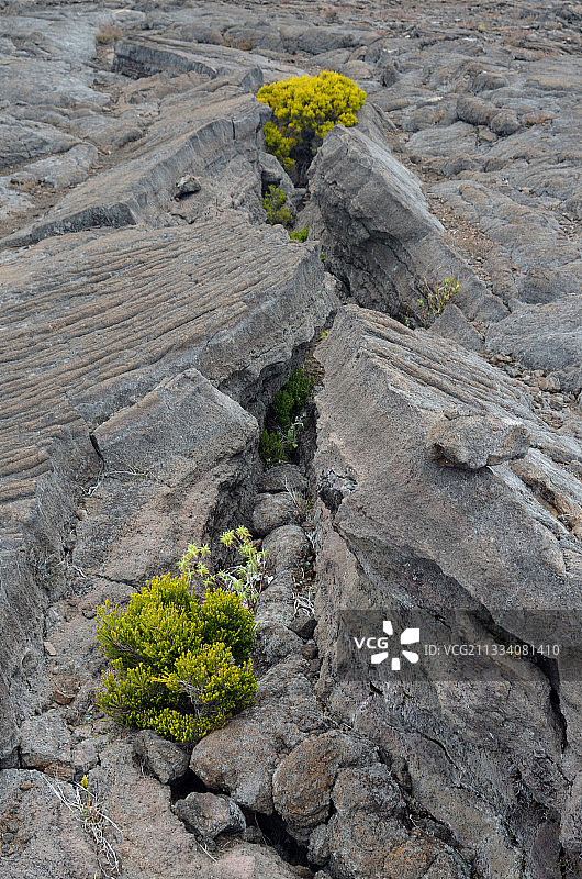 留尼汪岛古老熔岩流上的石楠图片素材