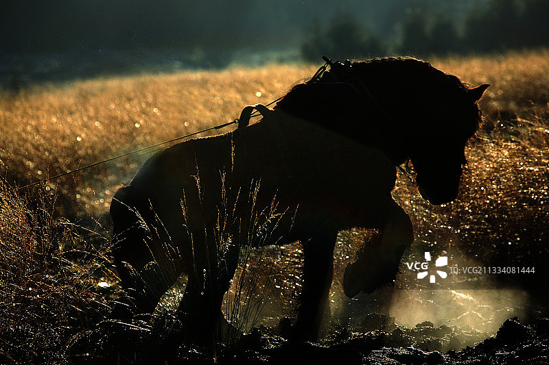 用役马拉货图片素材