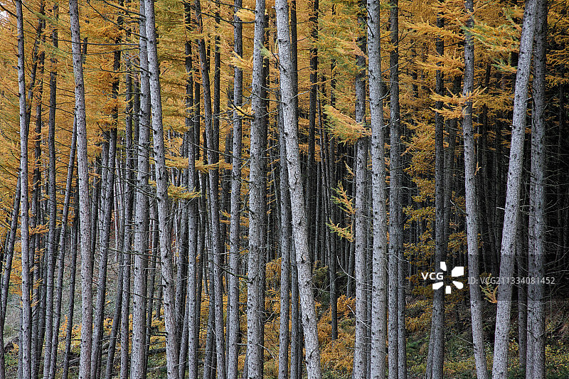 秋季比利时落叶松林图片素材