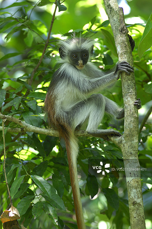 桑给巴尔乔扎尼森林树枝上的红疣猴图片素材