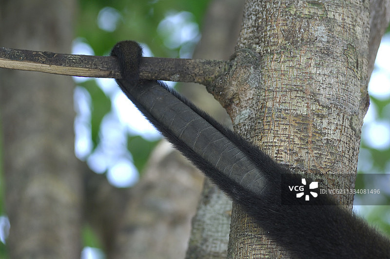 马瑙斯巴西的卷尾猴尾巴图片素材