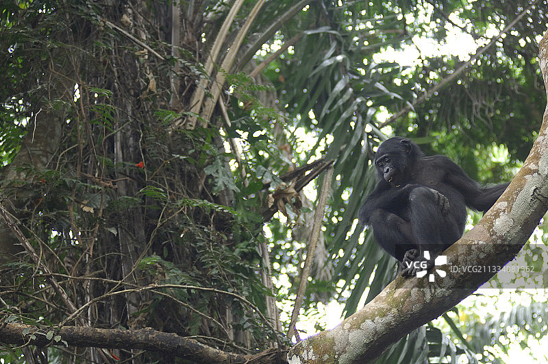 刚果树上的倭黑猩猩图片素材