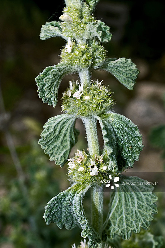 西班牙加泰罗尼亚盛开的白夏至草图片素材