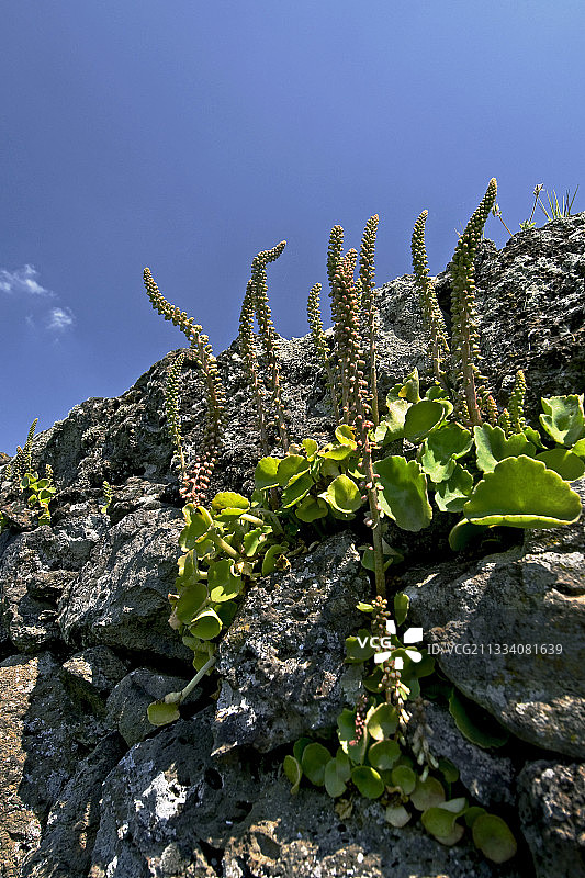 加泰罗尼亚的豆瓣菜图片素材
