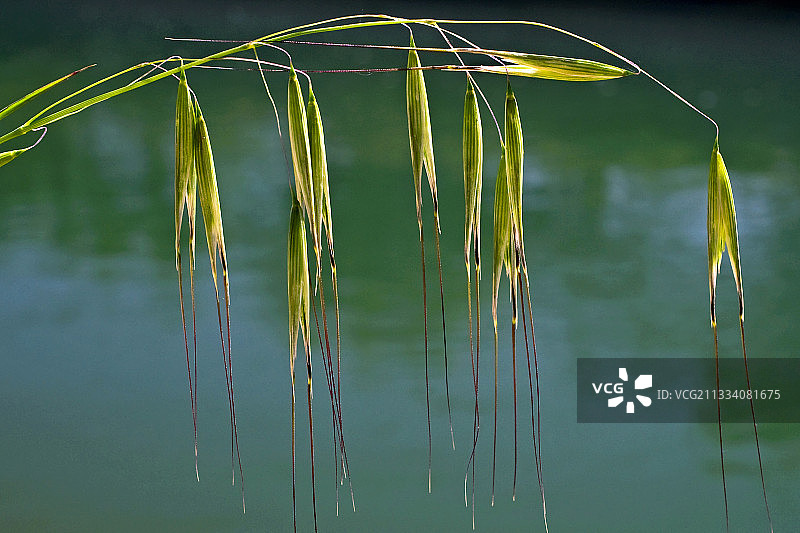 西班牙加泰罗尼亚的水燕麦图片素材