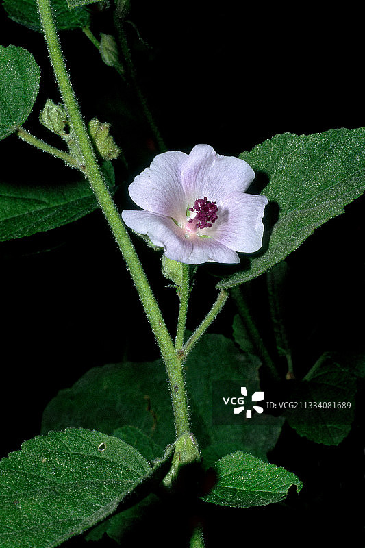 西班牙加泰罗尼亚的普通药蜀葵图片素材