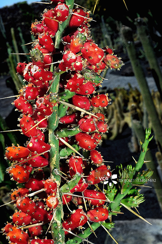 西班牙加那利群岛的仙人掌果实图片素材