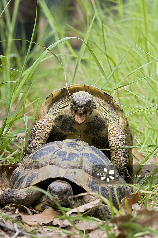 赫尔曼陆龟交配图片素材