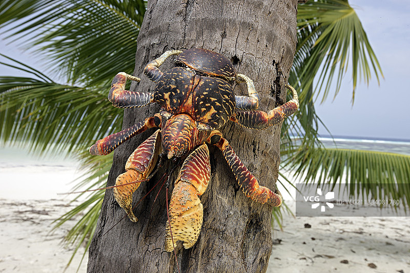 塞舌尔阿尔达布拉岛上的椰子蟹图片素材