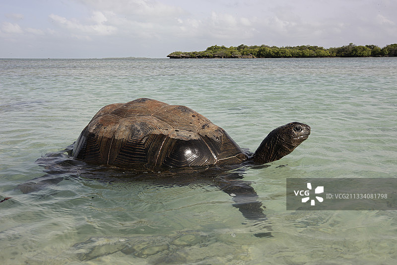 亚达伯拉环礁塞舌尔游泳的亚达伯拉龟图片素材