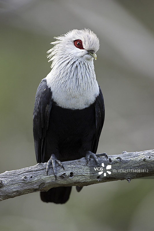 阿尔达布拉岛树枝上的科摩罗蓝鸽图片素材