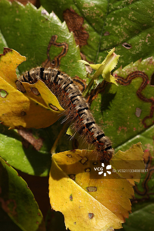 法国玫瑰叶上的饮水蛾毛毛虫图片素材
