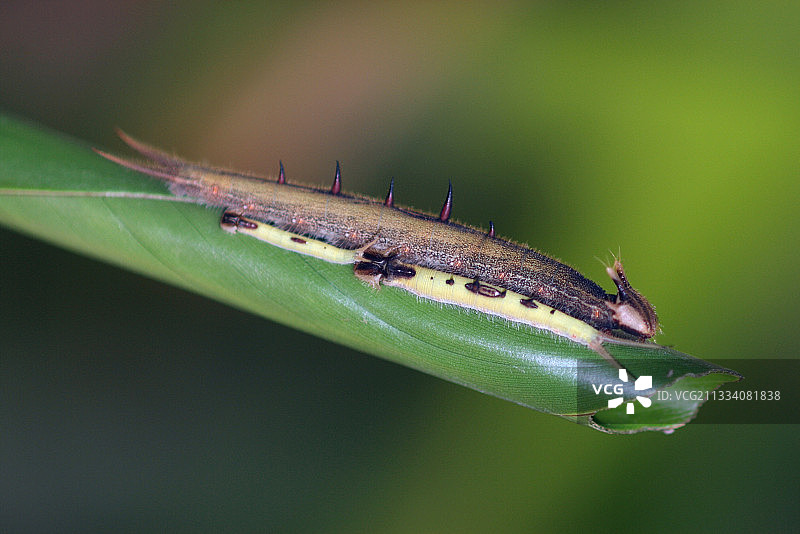 温室农场中的猫头鹰蝴蝶毛毛虫，法国图片素材