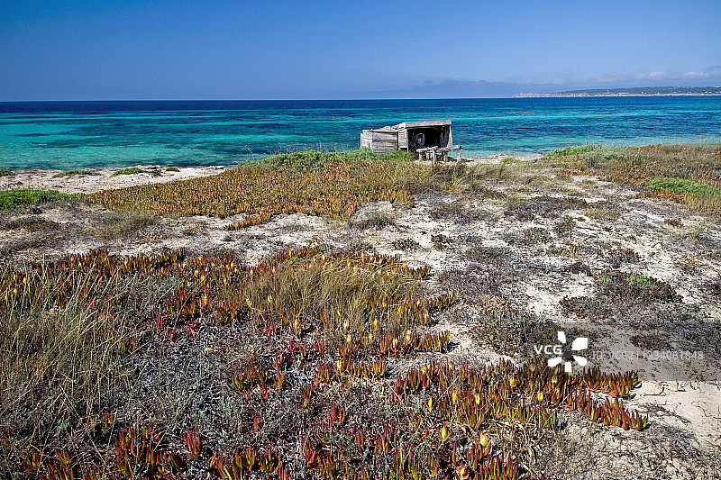 福门特拉巴利阿里海岸沙丘植被图片素材