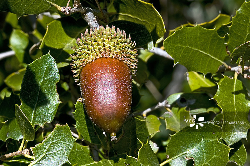 西班牙比利牛斯山脉的胭脂栎图片素材