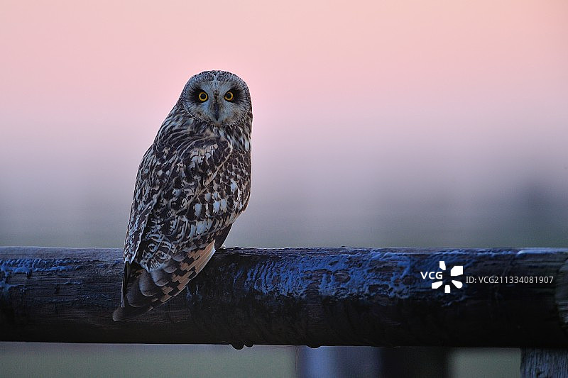 短耳鸮栖息在冬季法国奥恩省的栅栏上图片素材