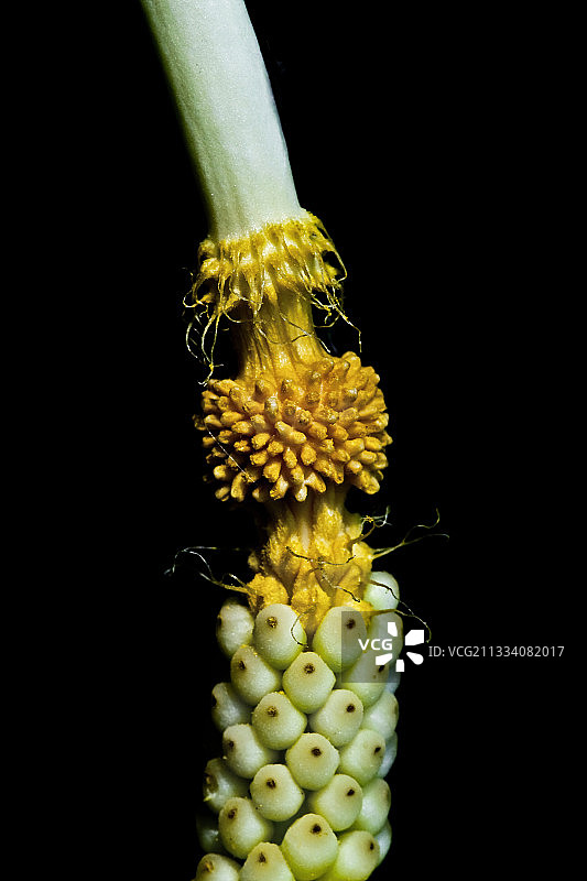 意大利Gouet的截面花序，黑色背景图片素材
